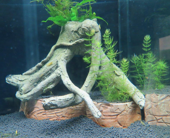 Tipps für das Einrichten Ihres Aquariums – nature2aqua