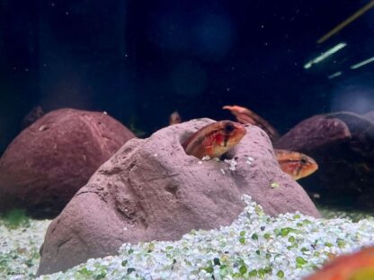 Steiniglu Apistogramma im Aquarium