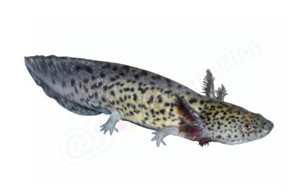 Sticker: Ambystoma mexicanum Axolotl