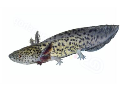 Aufkleber: Ambystoma mexicanum Axolotl