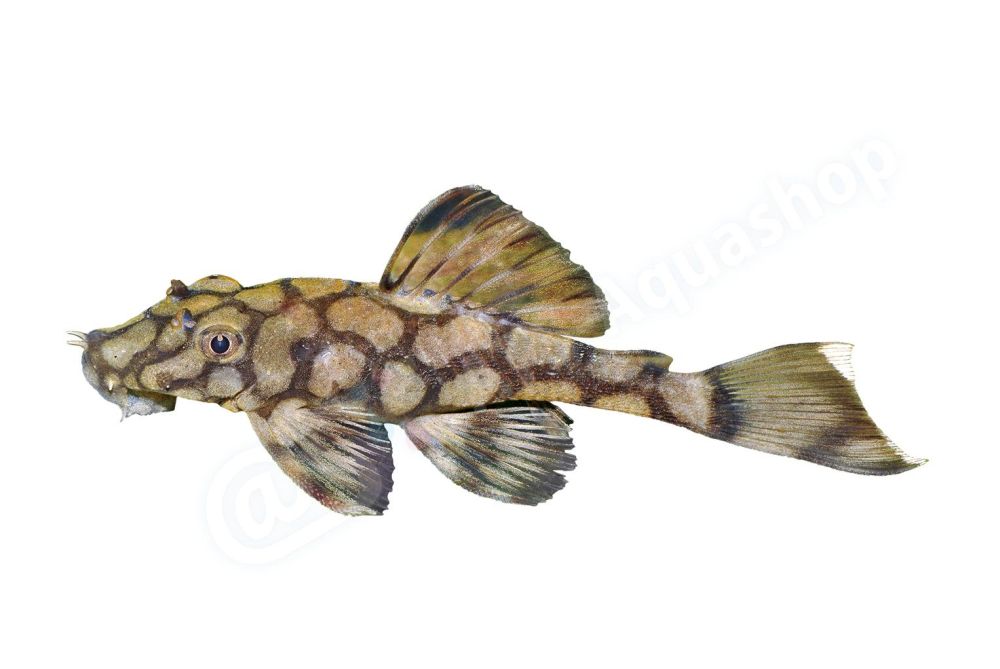 Aufkleber: Ancistrus sp L 519