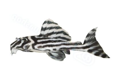 Sticker: Hypancistrus zebra L 46