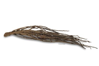 Coconut panicle as an aquarium root for biotope aquariums - Image 4