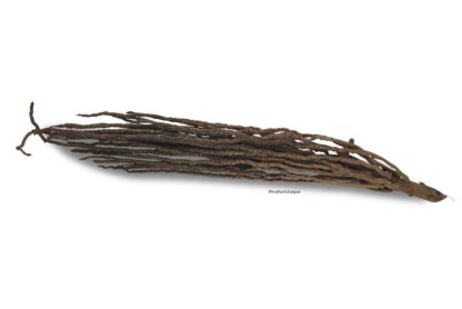 Coconut panicle as an aquarium root for biotope aquariums - Image 3