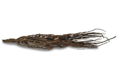 Coconut panicle as an aquarium root for biotope aquariums - Image 6