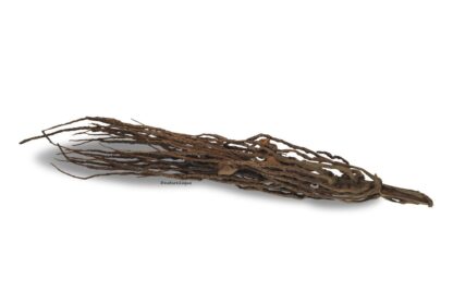 Coconut panicle as an aquarium root for biotope aquariums - Image 2